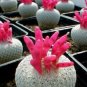 10 Seeds Epithelantha micromeris