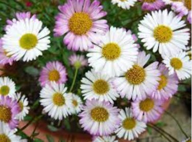 200 Seeds Erigeron Karvinskianus