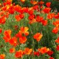 200 Seeds Eschscholzia californica