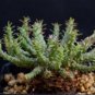 5 Seeds Euphorbia Gorgonis Rare Root Block Potted Plant