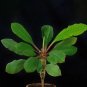 5 Seeds Euphorbia leuconeura Potted Plant