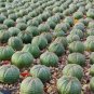 5 Seeds EUPHORBIA obesa Fresh