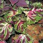 100 Seeds Exotic 'Guimei' Series Coleus Purple Foliage