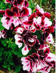 10 Seeds Exotic 'Heimei' Geranium White, Red, Black Cranesbills Trio