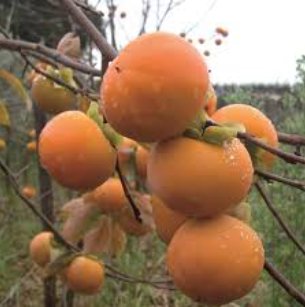 10 Seeds Exotic Persimmon Fruit Tree Outdoor Non-GMO Juicy