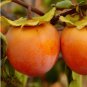 10 Seeds Exotic Persimmon Fruit Tree Outdoor Non-GMO Juicy