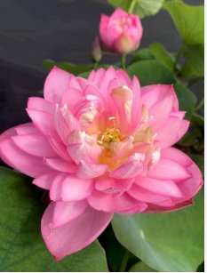 20 Seeds Exotic 'Triplets' Series Large Pink Lotus