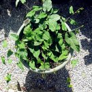10 Seeds Fallopia Multiflora Bonsai, He Shou Wu, Approx