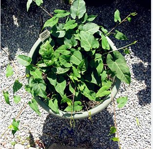 10 Seeds Fallopia Multiflora Bonsai, He Shou Wu, Approx