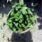 10 Seeds Fallopia Multiflora Bonsai, He Shou Wu, Approx