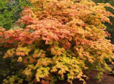 50 Seeds Fan Leaf Acer Baize Red Maple Tree