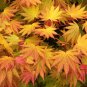 50 Seeds Fan Leaf Acer Baize Red Maple Tree