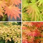 50 Seeds Fan Leaf Acer Baize Red Maple Tree