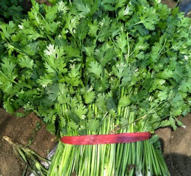 10 Seeds Fast-growing Coriander