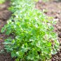 10 Seeds Fast-growing Coriander