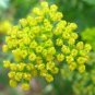 35 Seeds Fernleaf Lomatium (lomatium Disse Seedsum)
