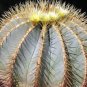 10 Seeds Ferocactus glaucescens Rare Cactus Succulent Plants