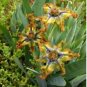 5 Seeds Ferraria Variabilis Iridaceae Pretty Flowers