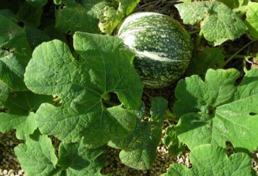 20 Seeds Fin Melon Chilacayote Fig Leaved Malabar Gourd Plant