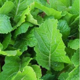 100 Seeds florida Broadleaf Mustard Green