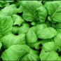 100 Seeds florida Broadleaf Mustard Green