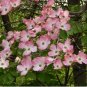 5 Seeds Flowering PINK DOGWOOD Cornus TREE