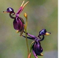 200 Seeds Flying Duck Orchid