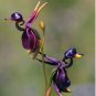 200 Seeds Flying Duck Orchid