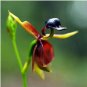 200 Seeds Flying Duck Orchid