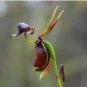 200 Seeds Flying Duck Orchid