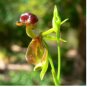 200 Seeds Flying Duck Orchid Plants