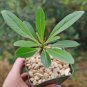 5 Seeds Fouquieria formosa Fresh