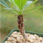 5 Seeds Fouquieria formosa Fresh