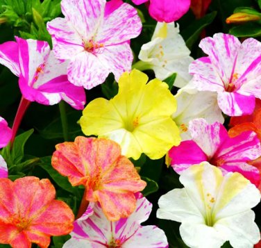50 Seeds Four O'clock Flower (Mirabilis jalapa)