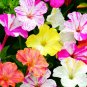50 Seeds Four O'clock Flower (Mirabilis jalapa)