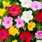 50 Seeds Four O'clock Flower (Mirabilis jalapa)