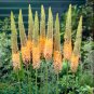 100 Seeds Foxtail Lily Flower