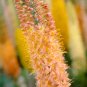 100 Seeds Foxtail Lily Flower