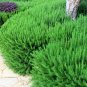50 Seeds Fragrant Finesse Blue Flowering Rosemary Collection