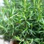 50 Seeds Fragrant Finesse Blue Flowering Rosemary Collection