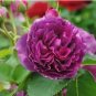 20 Seeds Fragrant Gezhe Purple Peony