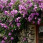 100 Seeds Fragrant Perennial Climbing Roses