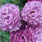 100 Seeds Fragrant Perennial Climbing Roses