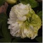 20 Seeds Fragrant Rising Sun Peony Creamy White with Pale Green Double Blooms
