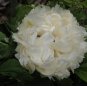 20 Seeds Fragrant Rising Sun Peony Creamy White with Pale Green Double Blooms