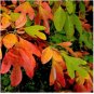 30 Seeds Fragrant Sassafras Sassafras Albidum Tree