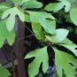 30 Seeds Fragrant Sassafras Sassafras Albidum Tree