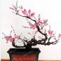 5 Seeds Fragrant Winter Bonsai Flower Yellow Red Pink