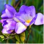 100 Seeds Freesia Garden Bulbs True Freesia Bonsai Flowers Orchid Flowers