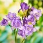 100 Seeds Freesia Garden Bulbs True Freesia Bonsai Flowers Orchid Flowers